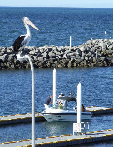 Edithburgh Caravan Park - Redcliffe Tourism 6