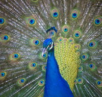 Willunga Peacock Farm Bed and Breakfast - Redcliffe Tourism