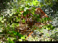 Rivers Edge Rainforest Retreat - Redcliffe Tourism 0