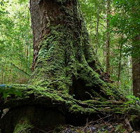 Land of the Giants Caravan Park - Redcliffe Tourism