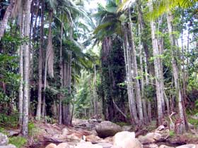 Finch Hatton Gorge Cabins - Redcliffe Tourism 2