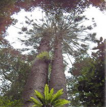 Moorlands Country Retreat - Redcliffe Tourism 0