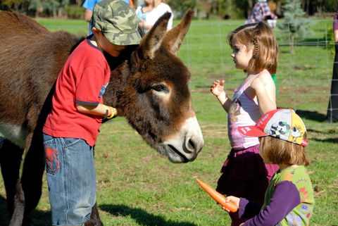 Diamond Forest Farm Stay - Redcliffe Tourism 3