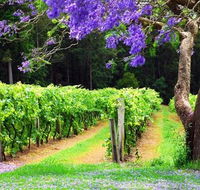 Bago Vineyards - Redcliffe Tourism