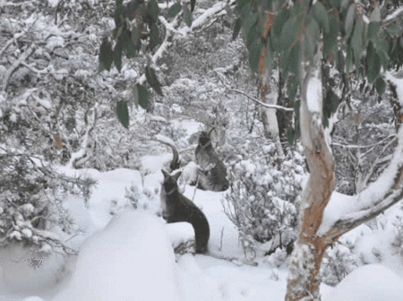 Blue Lake Lodge - Redcliffe Tourism 1