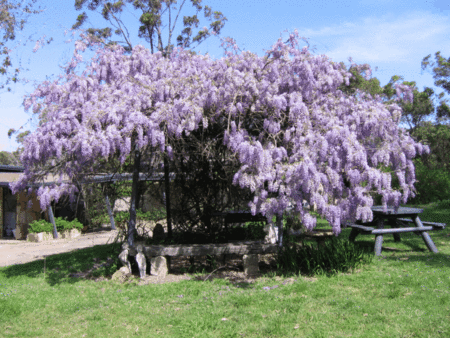 Studio Cottages Romantic Hideaway - Redcliffe Tourism 5