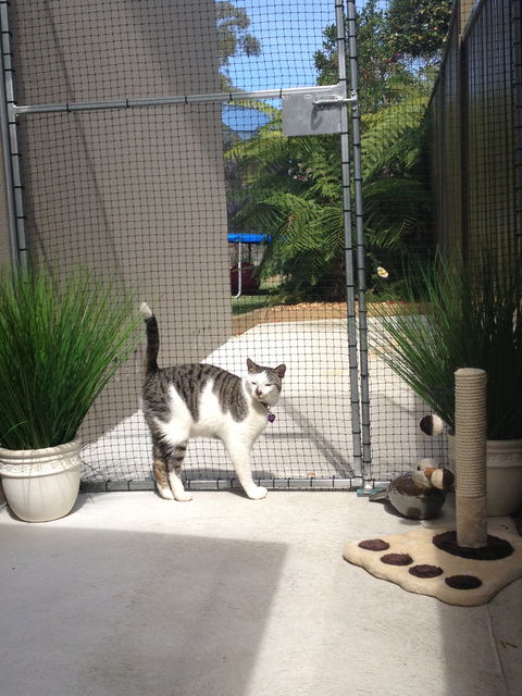 Caringbah Cat Hotel - Redcliffe Tourism 0