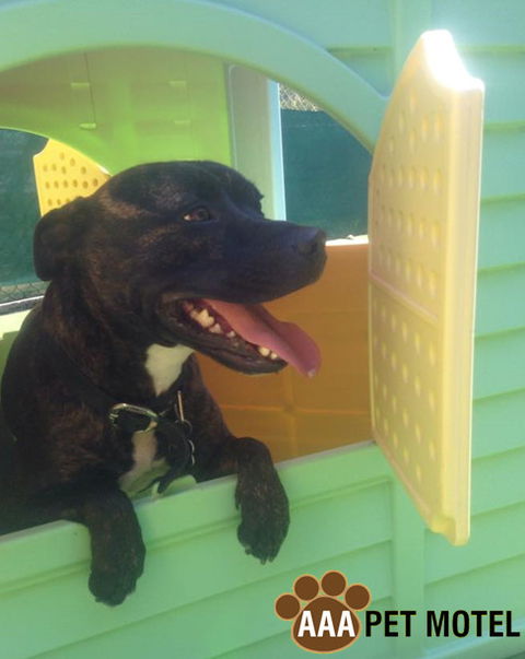 AAA Pet Motel - Redcliffe Tourism 4