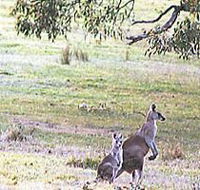Kangaroo Ridge Retreat - Redcliffe Tourism