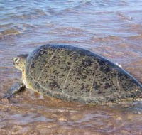 Mackerel Islands - Redcliffe Tourism