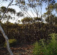 Lions Dryandra Woodlands Village - Redcliffe Tourism