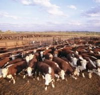 Bond Springs Outback Retreat - Redcliffe Tourism