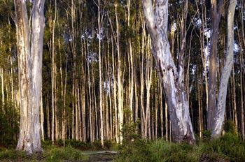 Lake Weyba Cottages Noosa - Redcliffe Tourism 30