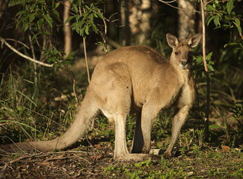 Lake Weyba Cottages Noosa - Redcliffe Tourism 31