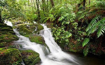 Barrington Wilderness Cedar Lodge Accommodation - Redcliffe Tourism 10