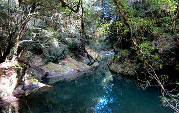 Barrington Wilderness Cedar Lodge Accommodation - Redcliffe Tourism 11