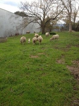 Yering Farm Wines - Redcliffe Tourism 9