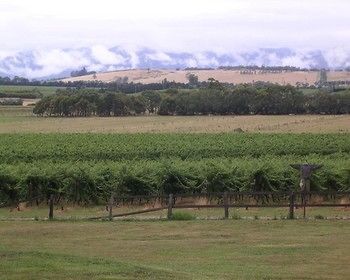 Yering Farm Wines - Redcliffe Tourism 16