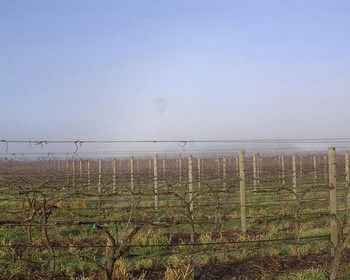 Yering Farm Wines - Redcliffe Tourism 17