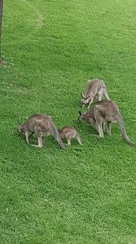 Villa Christian At Cypress Lakes Resort - Redcliffe Tourism 53