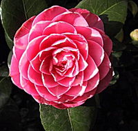 Cloverlea Gardens Bed and Breakfast - Redcliffe Tourism