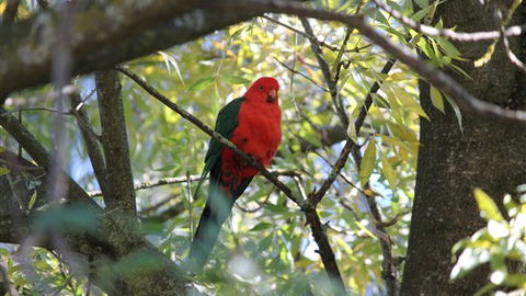 Gentle Annie Caravan And Camping Reserve - Redcliffe Tourism 2