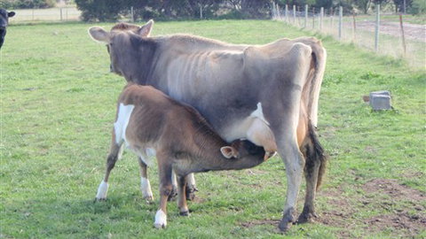Animal Land - Redcliffe Tourism 0