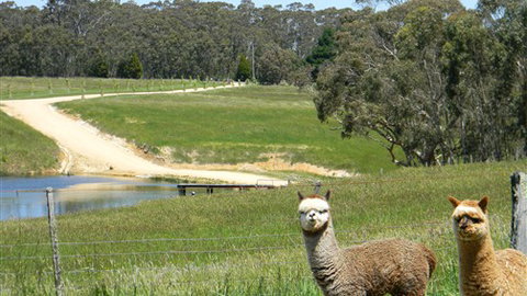 Cygnet Park Country Retreat - Redcliffe Tourism 3