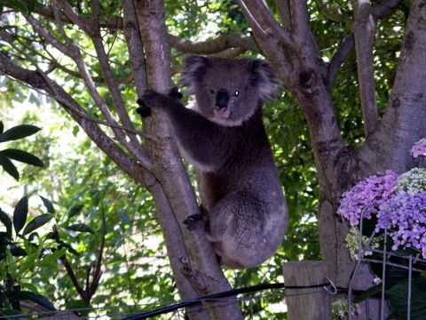 Adelaide Hills Bed & Breakfast Accommodation - Redcliffe Tourism 4