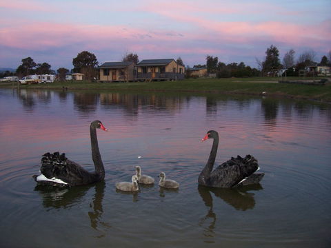 Mansfield Holiday Park - Redcliffe Tourism 0