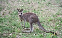 Burrinjuck Waters Holiday Park Accommodation - Redcliffe Tourism 1