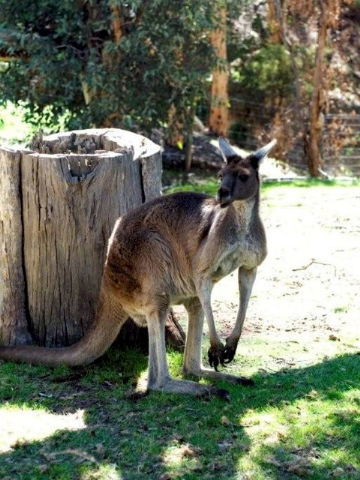 Toodyay Holiday Park & Chalets - Redcliffe Tourism 3