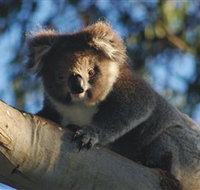 Bimbi Park Camping Under Koalas - Redcliffe Tourism