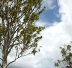 Glen Villa Resort and Tourist Park Casino - Redcliffe Tourism