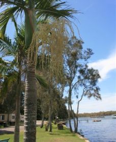 Pelican Park - Redcliffe Tourism 2