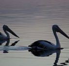 Lakeview Motor Inn - Belmont - Redcliffe Tourism