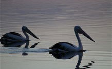 Lakeview Motor Inn - Belmont - Redcliffe Tourism 0