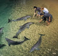 Tangalooma Wild Dolphin Resort - Redcliffe Tourism