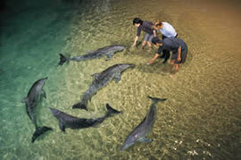 Tangalooma Wild Dolphin Resort - Redcliffe Tourism 0