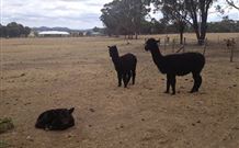 Baidland Hill Cottage - Redcliffe Tourism 1