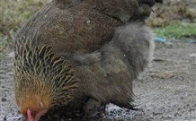 Mudgees Getaway Cottages - Redcliffe Tourism 2