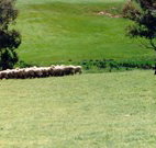 Gooromon Park Cottages - Redcliffe Tourism