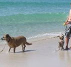 A Paradise Bungalow Waterfront - Redcliffe Tourism