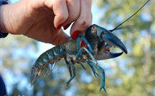 Valley View Cottage Hunter Valley - Redcliffe Tourism 3