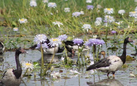 Corroboree Park Tavern - Redcliffe Tourism 10