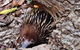 Cape Hillsborough Nature Tourist Park - thumb 2
