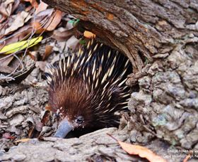 Cape Hillsborough Nature Tourist Park - Redcliffe Tourism 2