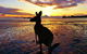 Cape Hillsborough Nature Tourist Park - thumb 0