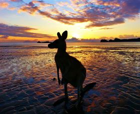 Cape Hillsborough Nature Tourist Park - Redcliffe Tourism 0