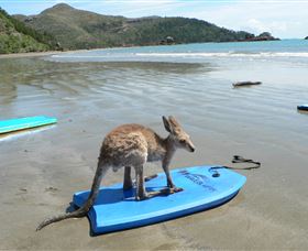 Cape Hillsborough Nature Tourist Park - Redcliffe Tourism 3